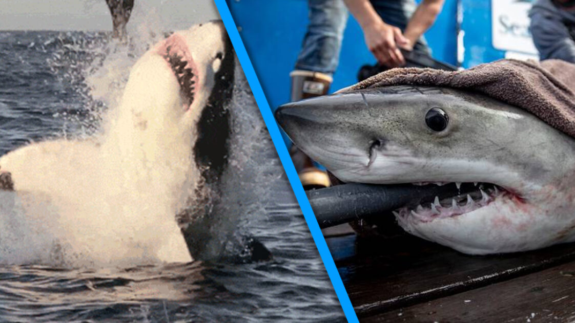 Hes Back Great White Shark Swimming The Waters Off Nova Scotia Nova Scotia Buzz