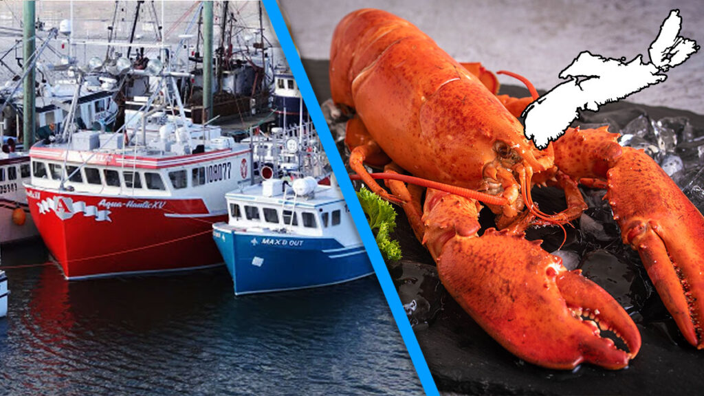 14 Pound Lobster Caught Off Nova Scotia Nova Scotia Buzz