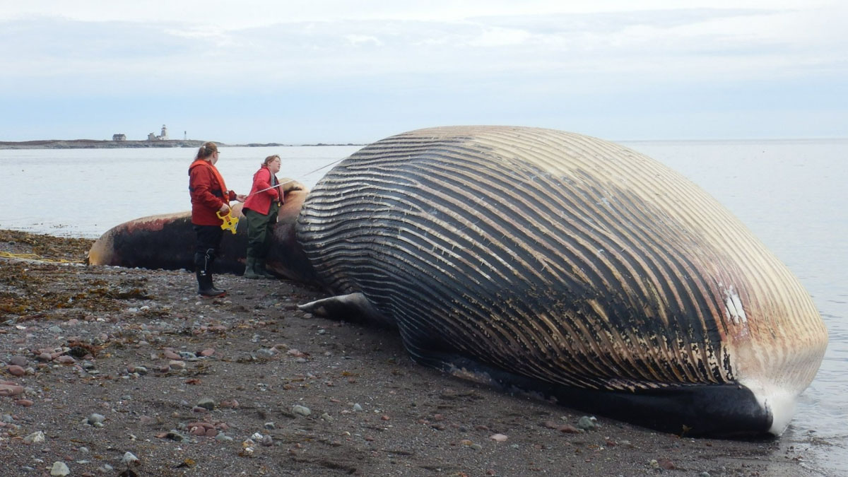A Large Fin Whale Washed Ashore Dead In Cape Breton After Being Entangled  In Rope | Nova Scotia Buzz
