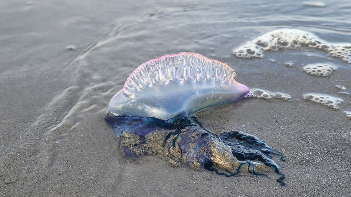 Use Caution At Clam Harbour Beach These Are Photos Of A Portuguese