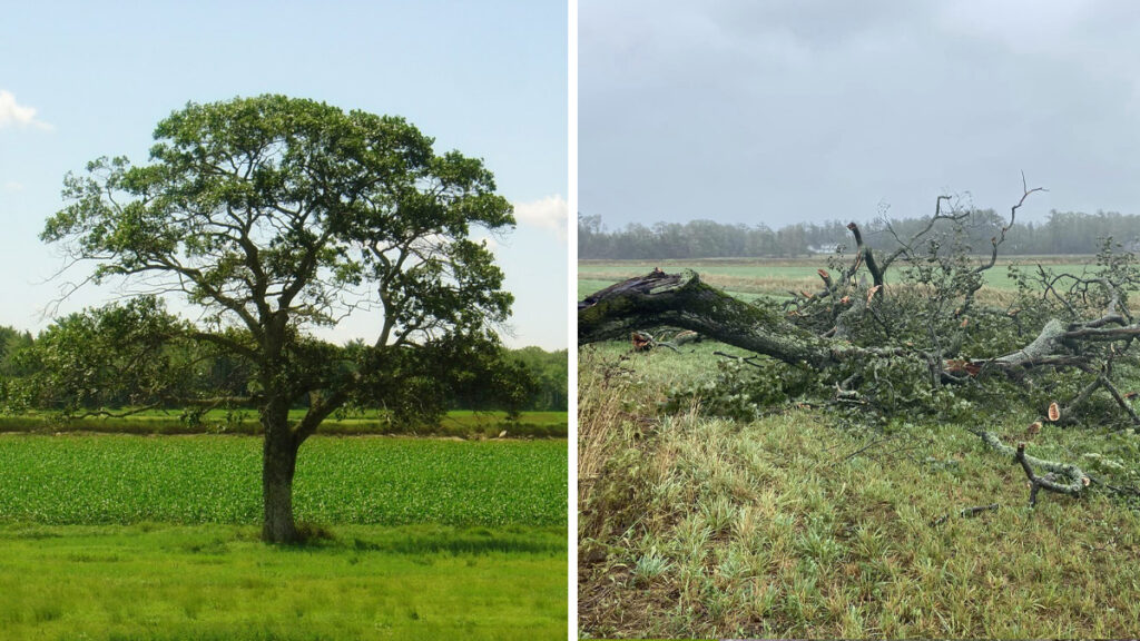 Nova Scotia’s Most Famous Tree, The Shubenacadie Tree Was A Victim Of