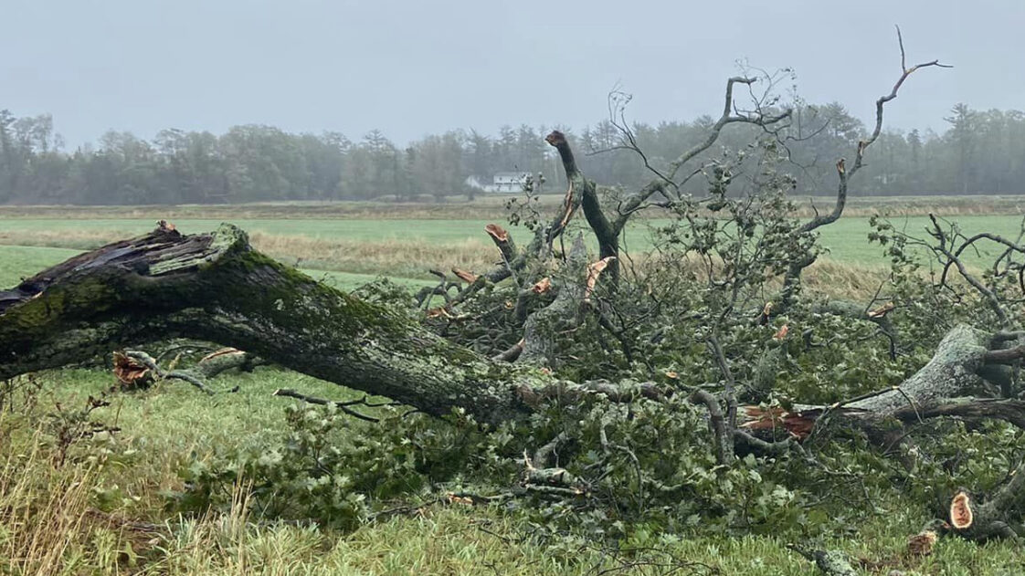 Nova Scotia’s Most Famous Tree, The Shubenacadie Tree Was A Victim Of